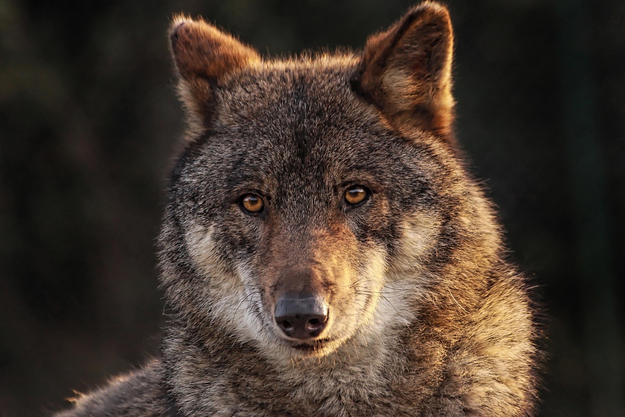 maminounou wolf 8089783 1280